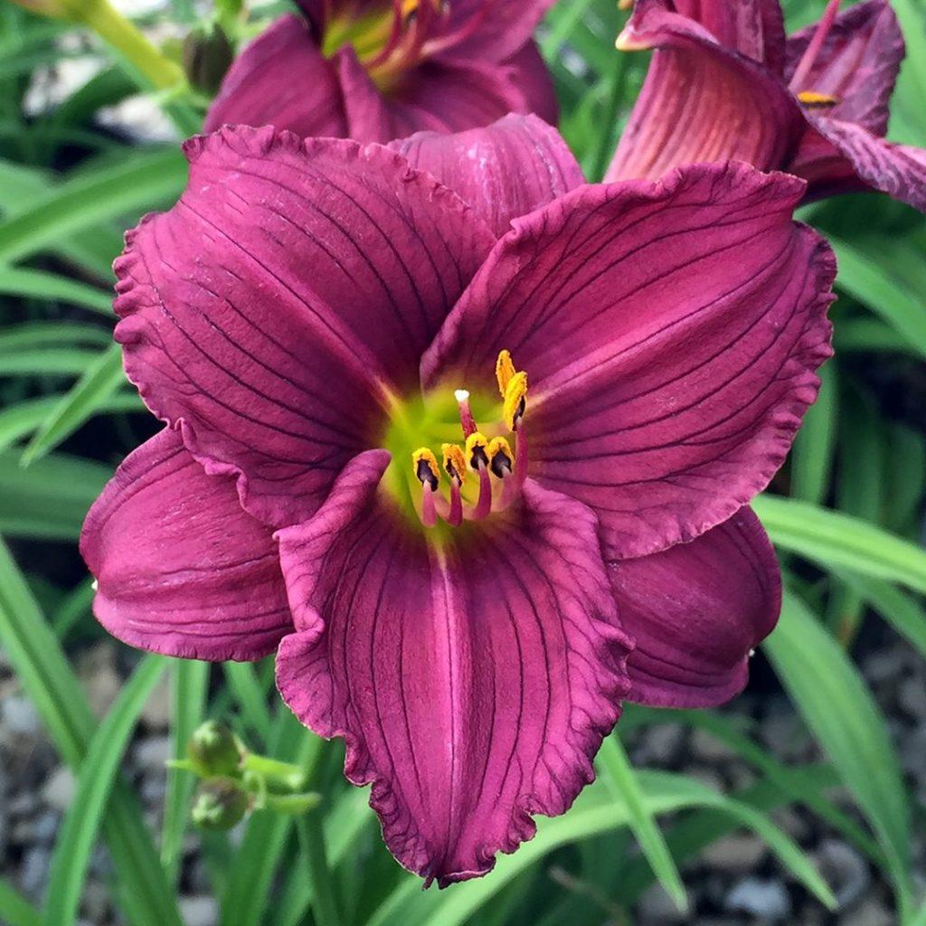 Hemerocallis X Little Grapette - View 6 from www redcrocus com