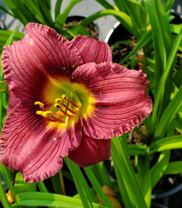 Hemerocallis X Little Grapette - View 7 from www redcrocus com