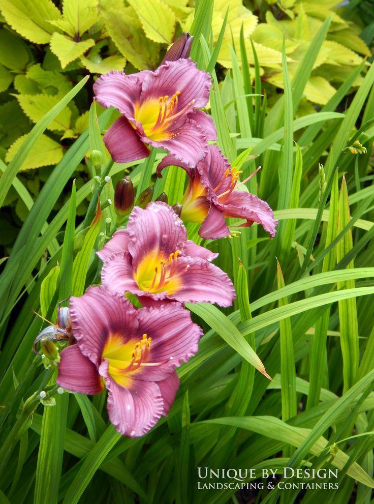 Hemerocallis X Little Grapette - View 8 from www redcrocus com