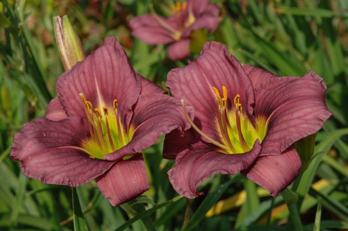 Hemerocallis X Little Grapette - View 9 from www redcrocus com