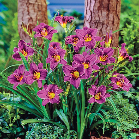 Hemerocallis X 'purple D'oro' - View 1 from www redcrocus com
