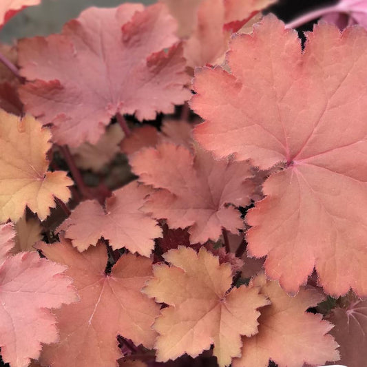 Heuchera X Magma - View 11 from www redcrocus com