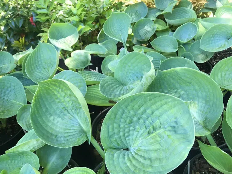 Hosta X Abiqua Drinking Gourd - View 10 from www redcrocus com
