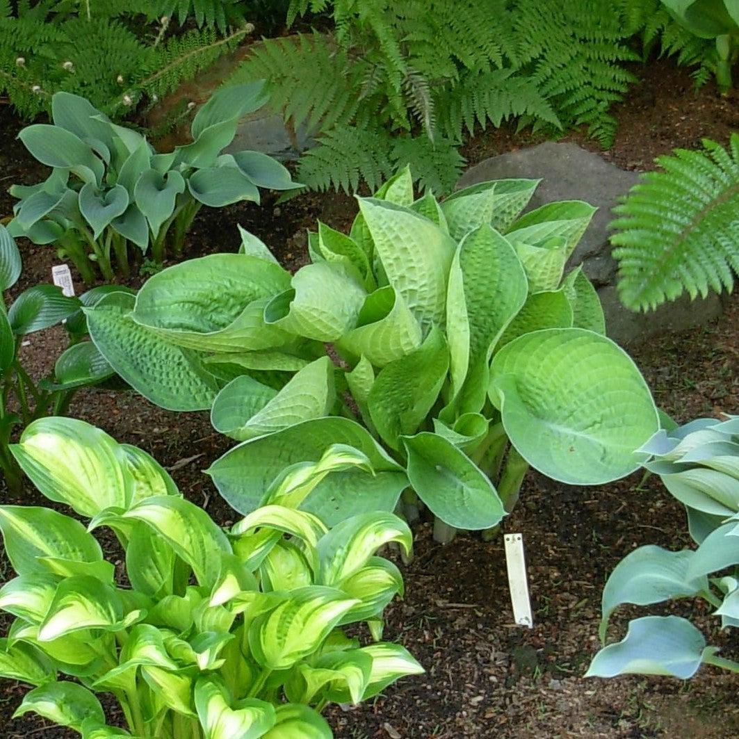 Hosta X Abiqua Drinking Gourd - View 13 from www redcrocus com