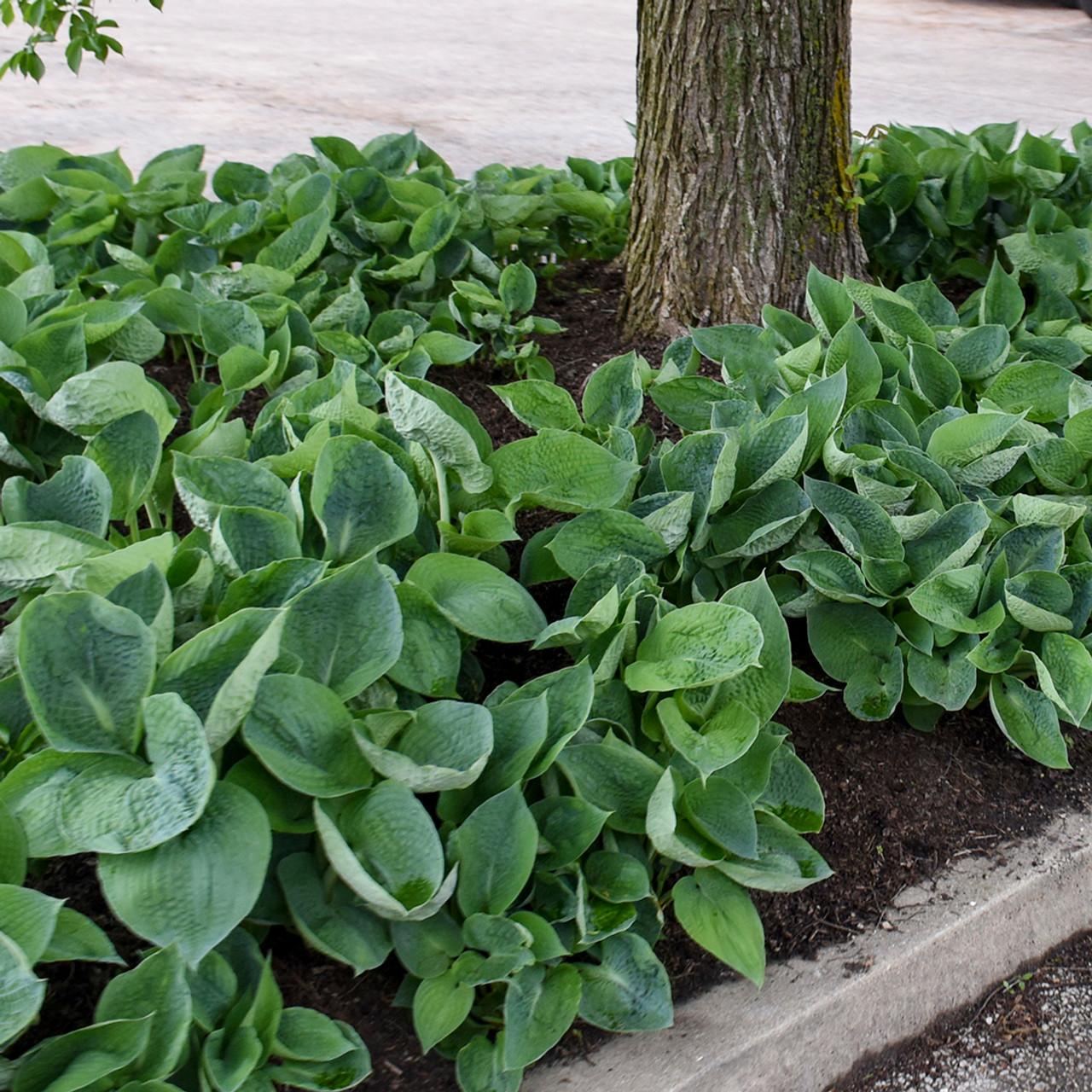 Hosta X Abiqua Drinking Gourd - View 14 from www redcrocus com