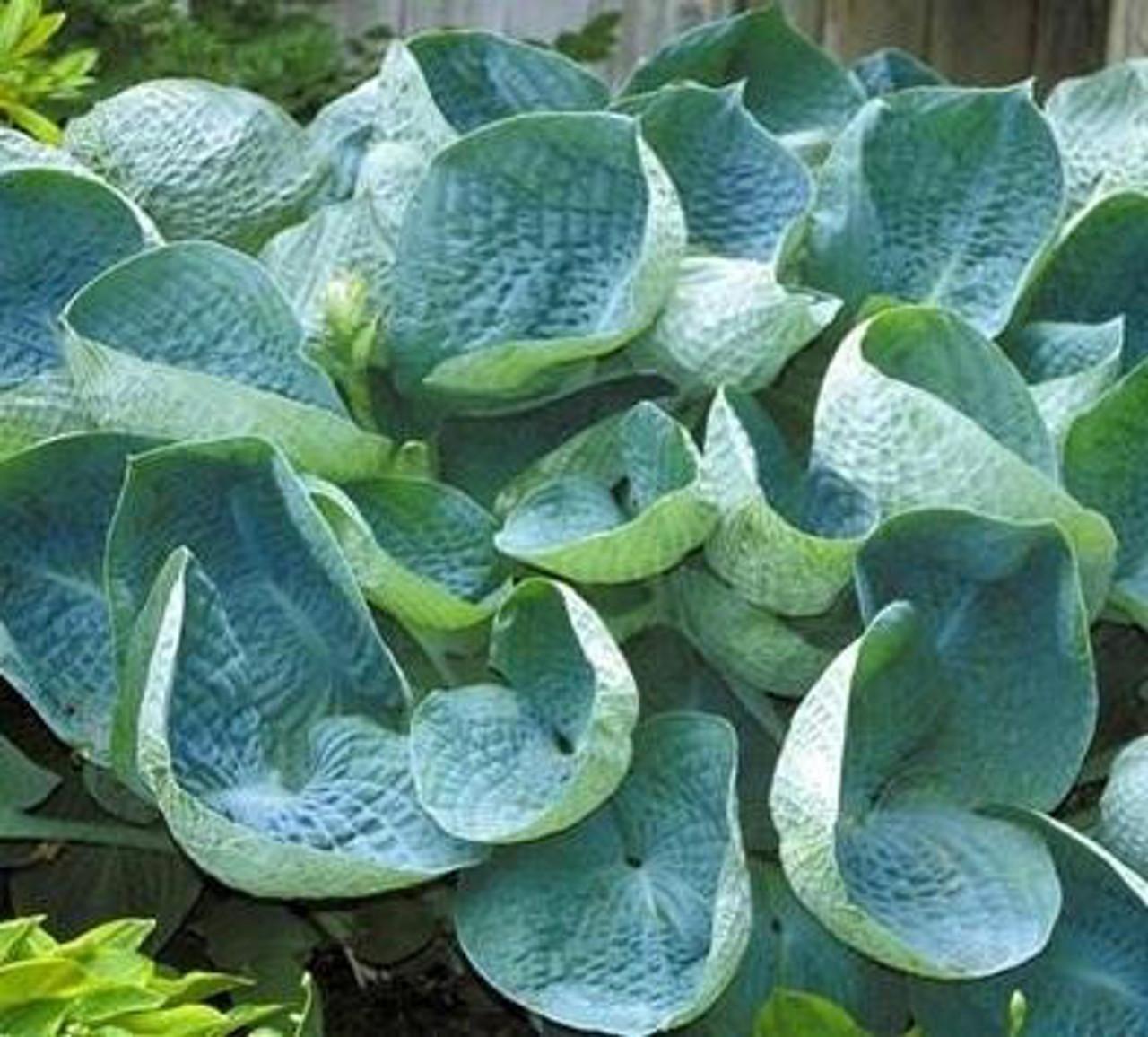 Hosta X Abiqua Drinking Gourd - View 16 from www redcrocus com
