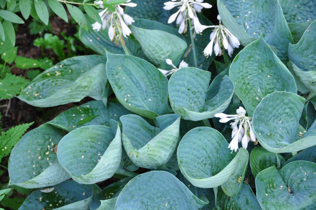 Hosta X Abiqua Drinking Gourd - View 17 from www redcrocus com