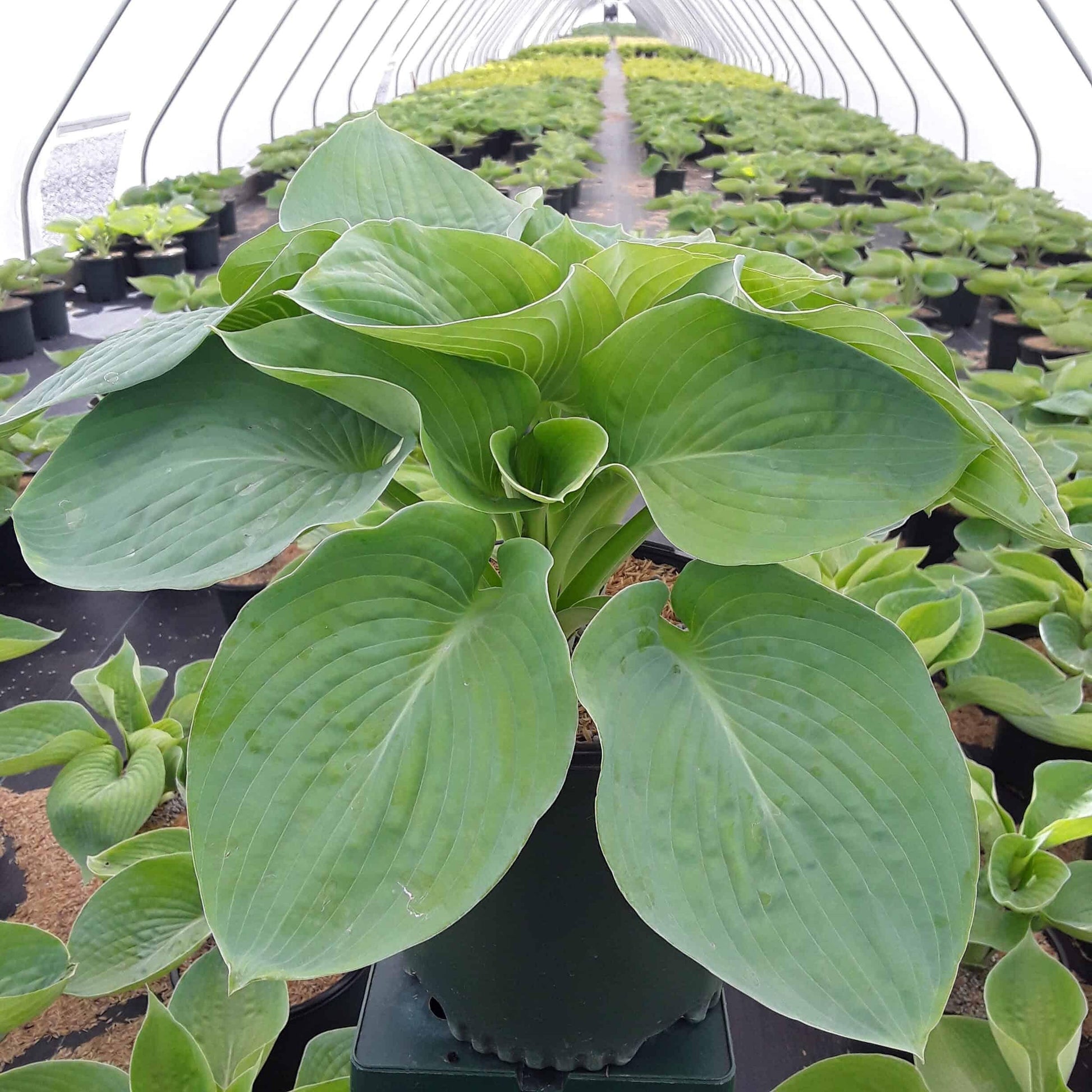 Hosta X Abiqua Drinking Gourd - View 1 from www redcrocus com