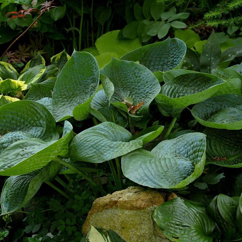 Hosta X Abiqua Drinking Gourd - View 3 from www redcrocus com