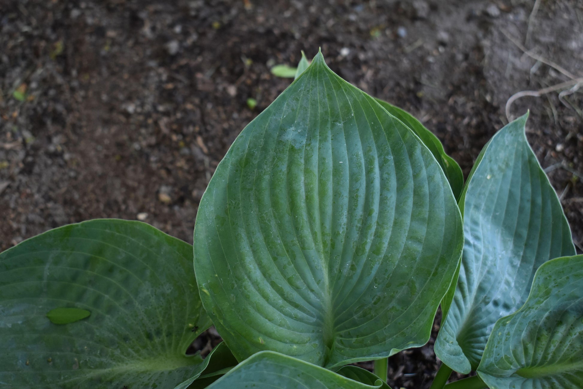 Hosta X Abiqua Drinking Gourd - View 4 from www redcrocus com