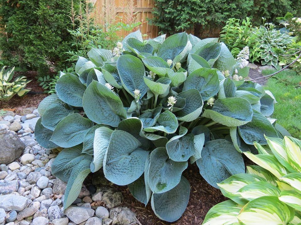 Hosta X Abiqua Drinking Gourd - View 8 from www redcrocus com