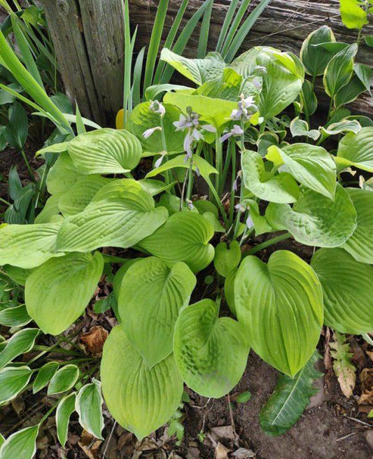 Hosta X August Moon - View 10 from www redcrocus com
