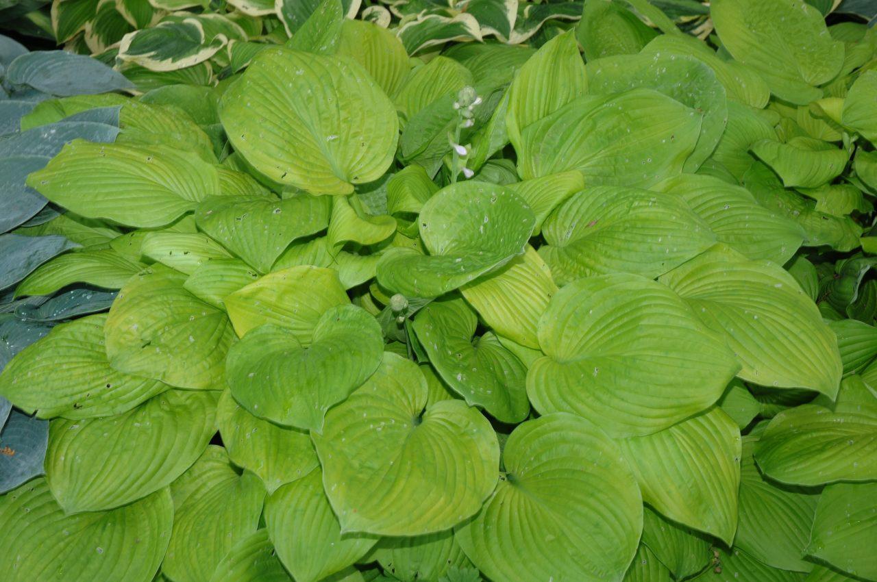 Hosta X August Moon - View 19 from www redcrocus com