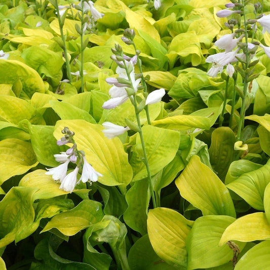Hosta X August Moon - View 1 from www redcrocus com