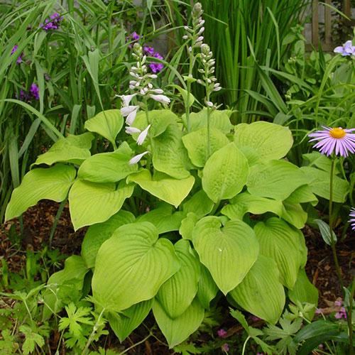 Hosta X August Moon - View 9 from www redcrocus com