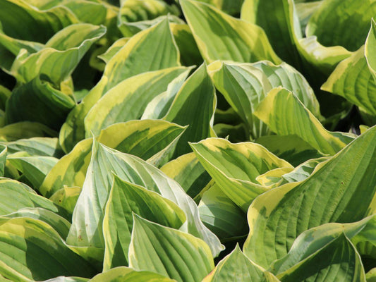 Hosta Fortunei Aureomarginata - View 10 from www redcrocus com