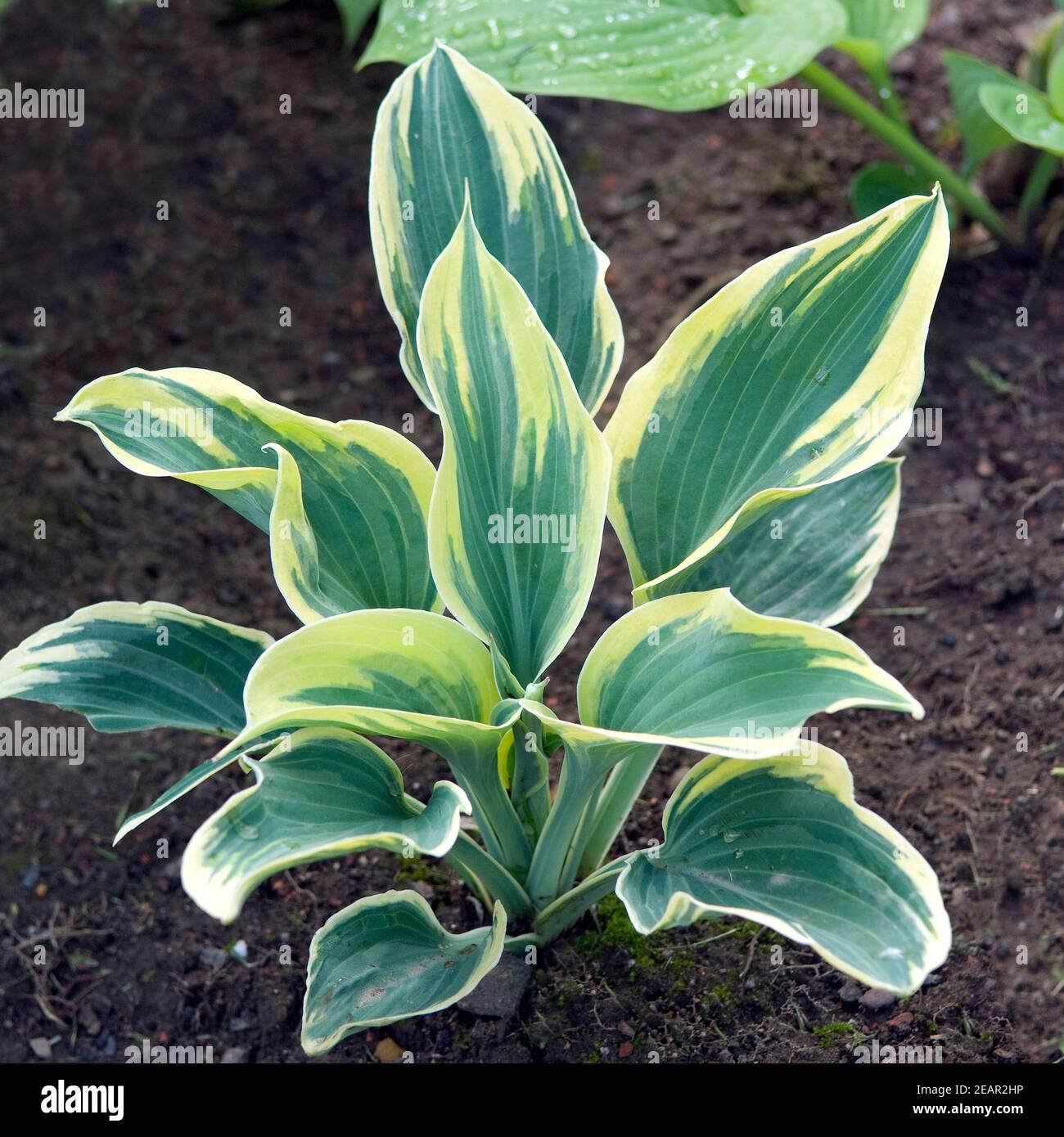 Hosta Fortunei Aureomarginata - View 13 from www redcrocus com