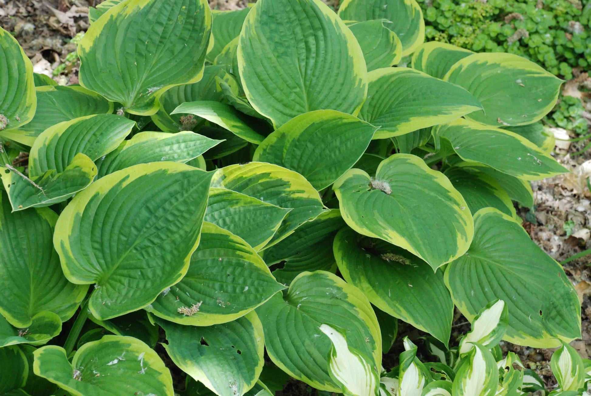 Hosta Fortunei Aureomarginata - View 15 from www redcrocus com