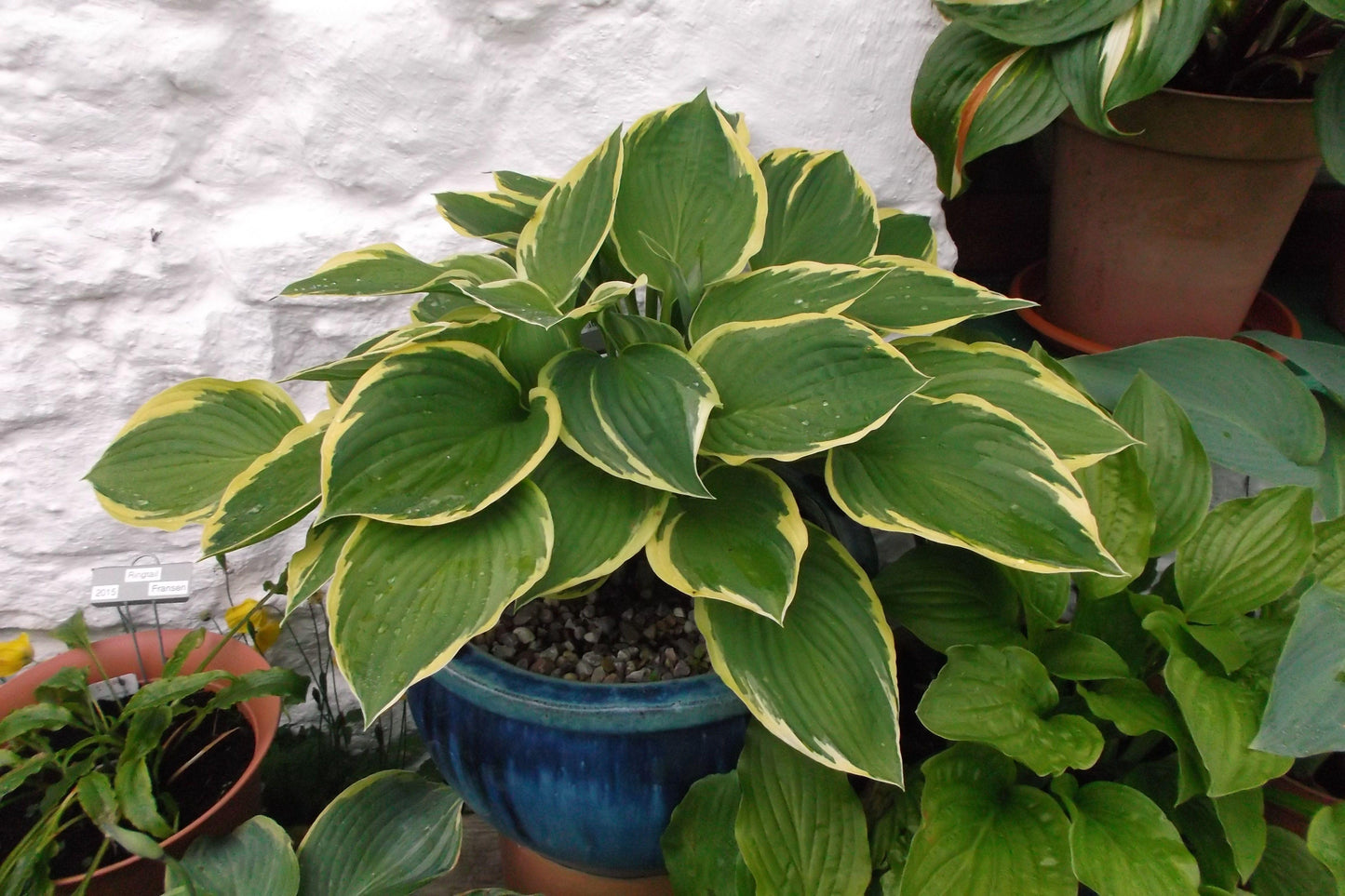Hosta Fortunei Aureomarginata - View 19 from www redcrocus com