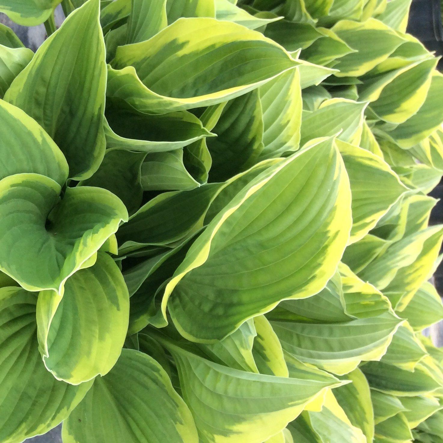Hosta Fortunei Aureomarginata - View 20 from www redcrocus com