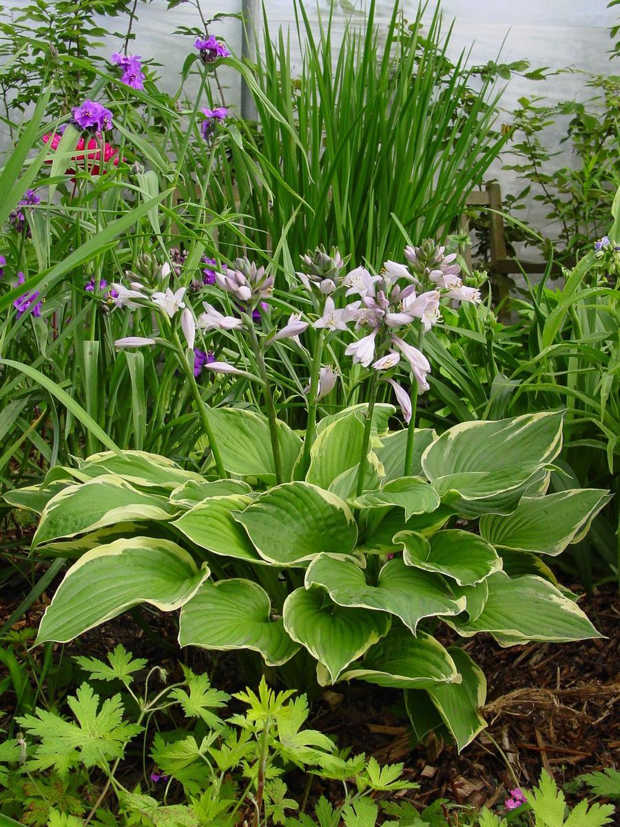 Hosta Fortunei Aureomarginata - View 5 from www redcrocus com