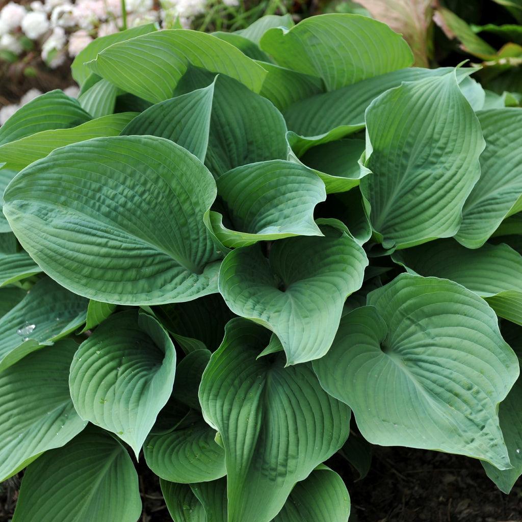 Hosta X Blue Angel - View 11 from www redcrocus com