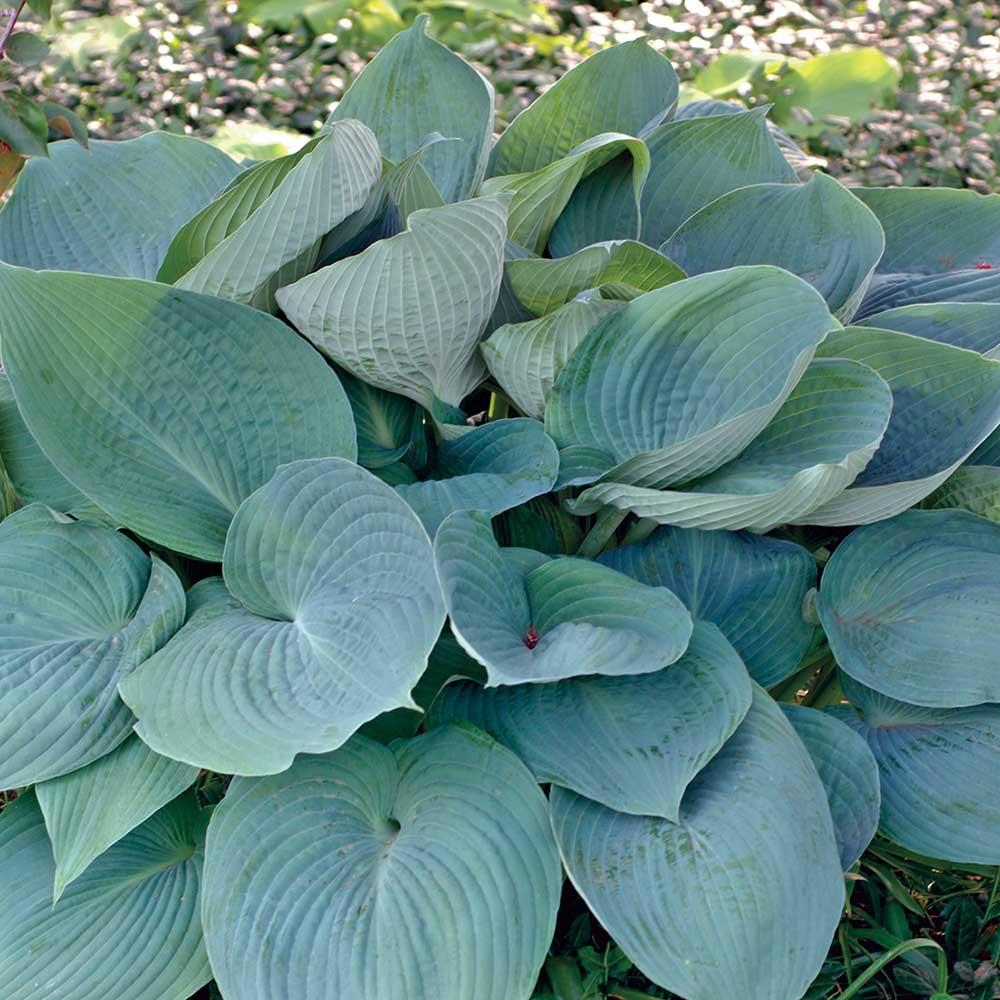 Hosta X Blue Angel - View 13 from www redcrocus com