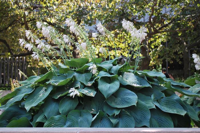 Hosta X Blue Angel - View 14 from www redcrocus com