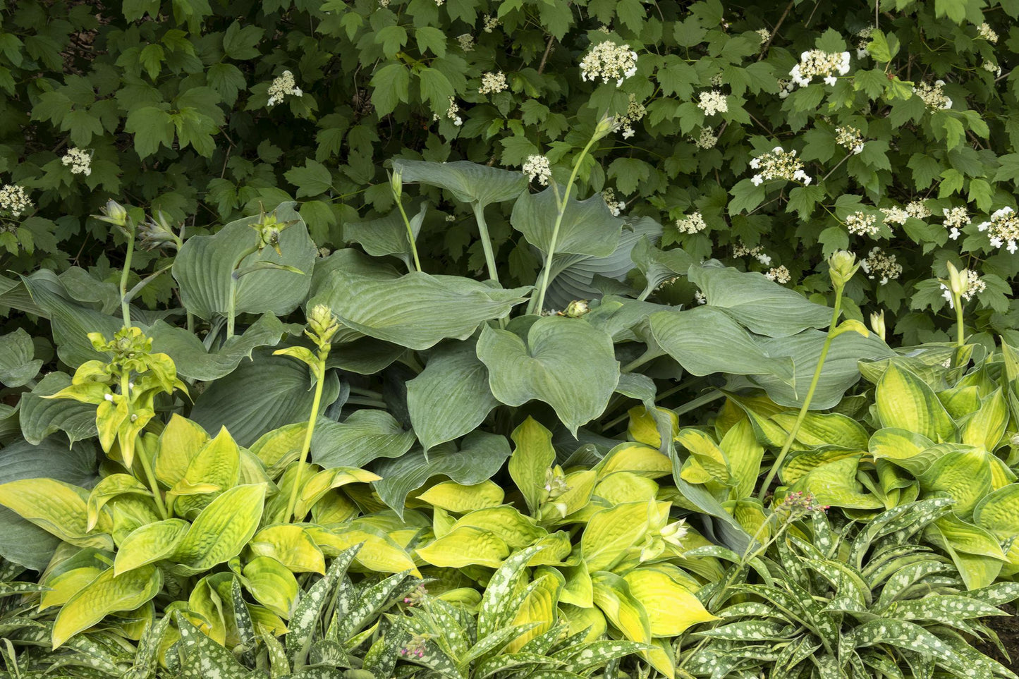 Hosta X Blue Angel - View 15 from www redcrocus com