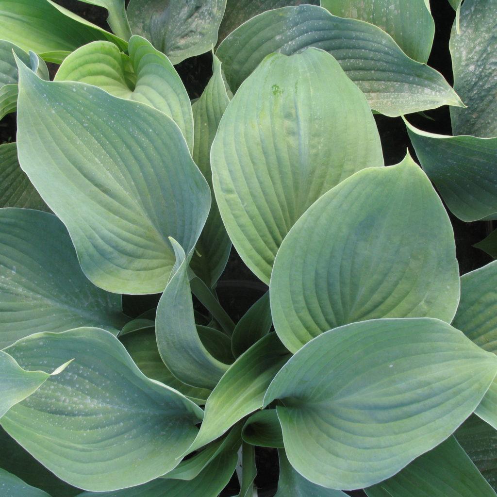 Hosta X Blue Angel - View 16 from www redcrocus com