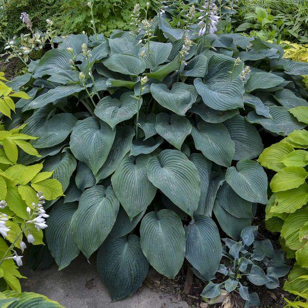Hosta X Blue Angel - View 17 from www redcrocus com
