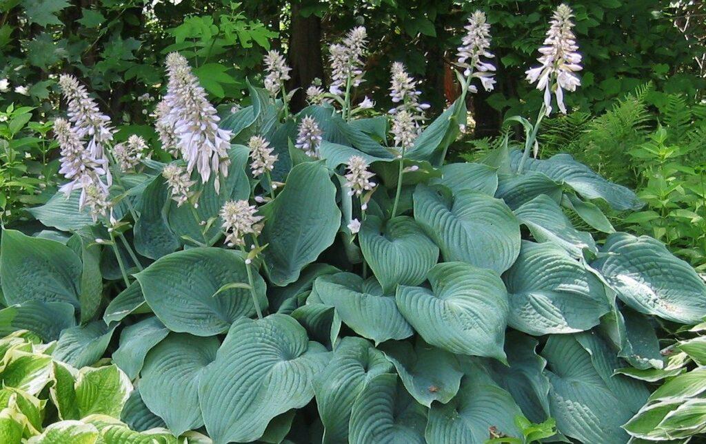 Hosta X Blue Angel - View 19 from www redcrocus com