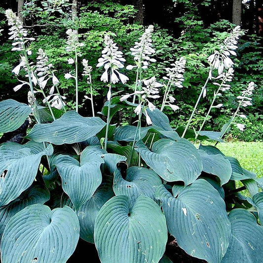 Hosta X Blue Angel - View 1 from www redcrocus com