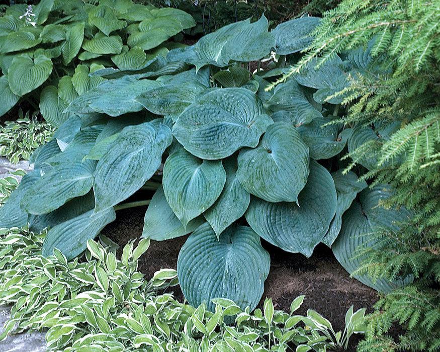 Hosta X Blue Angel - View 2 from www redcrocus com