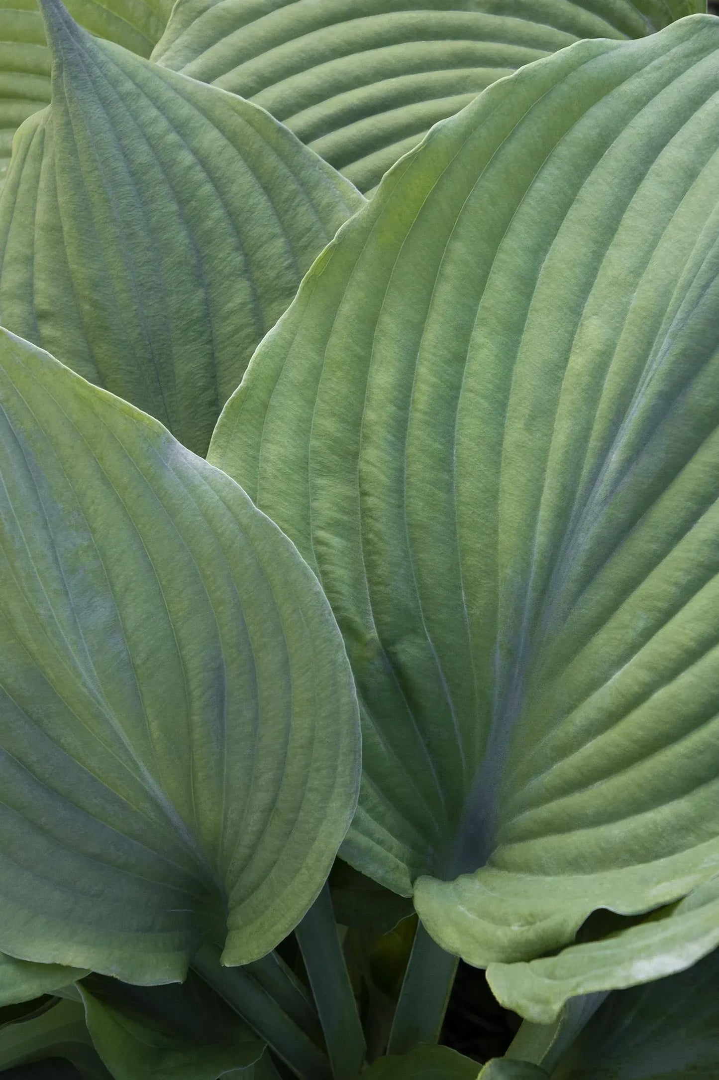 Hosta X Blue Angel - View 3 from www redcrocus com