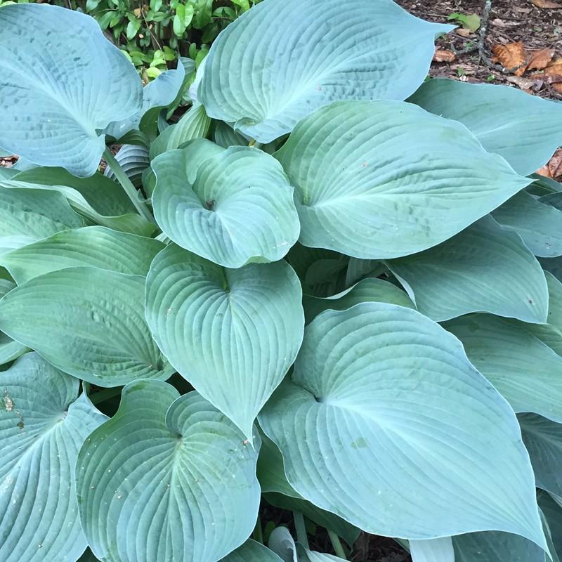 Hosta X Blue Angel - View 4 from www redcrocus com