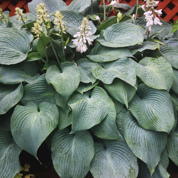 Hosta X Blue Angel - View 5 from www redcrocus com
