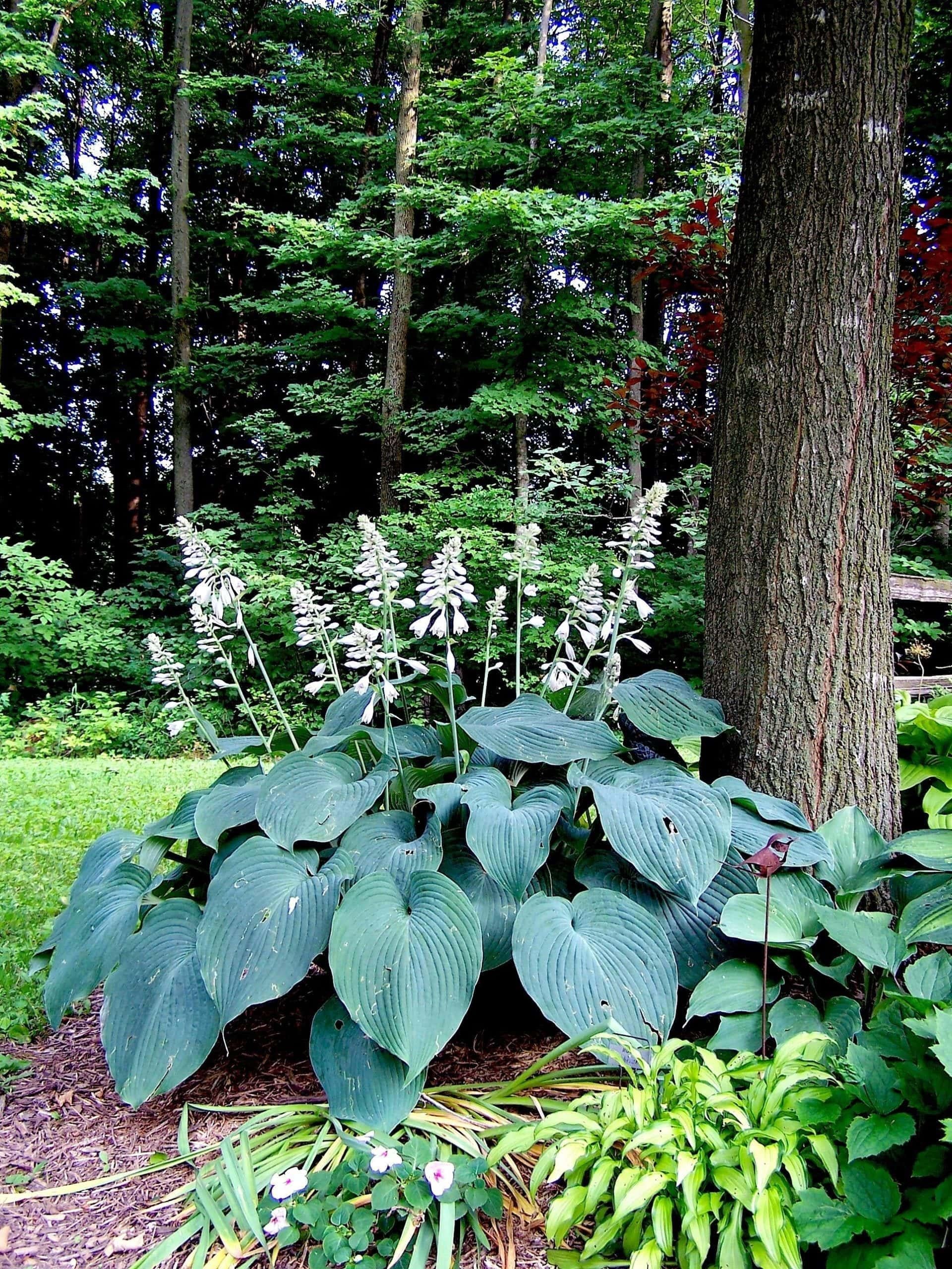 Hosta X Blue Angel - View 6 from www redcrocus com