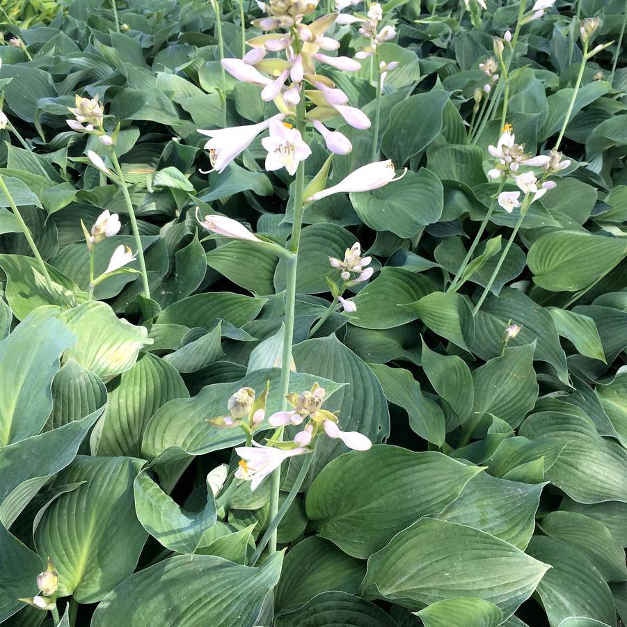 Hosta X Blue Angel - View 8 from www redcrocus com