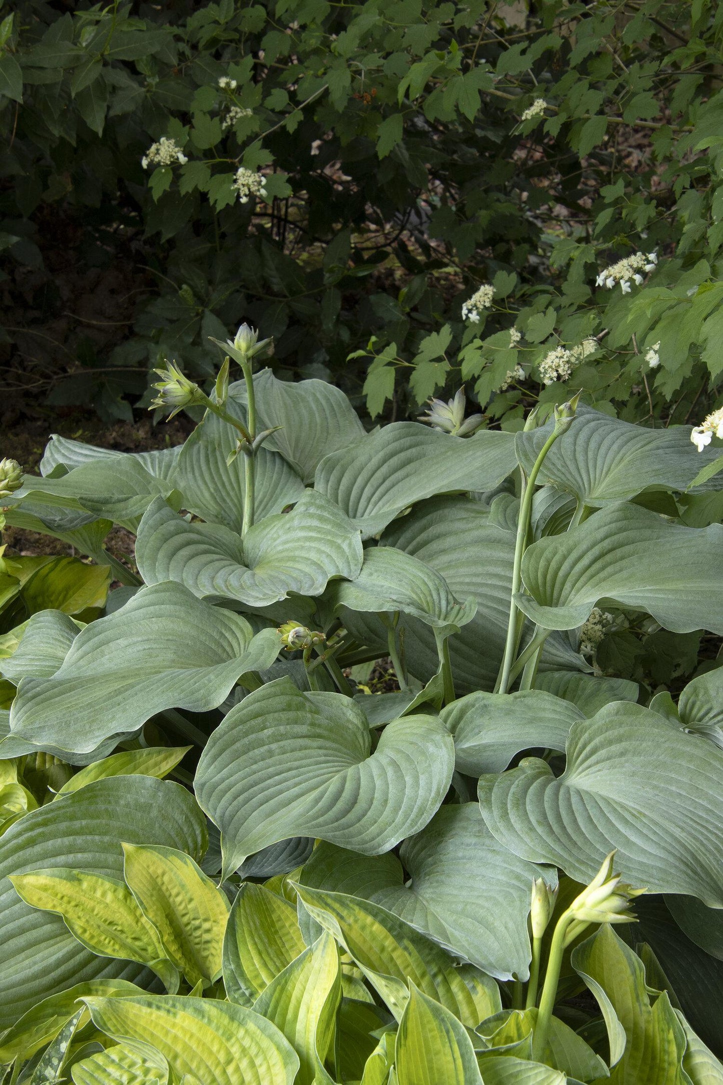 Hosta X Blue Angel - View 9 from www redcrocus com