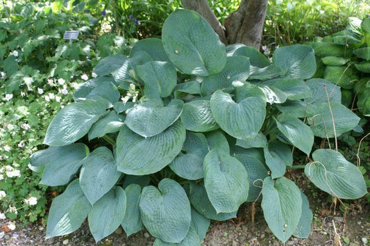 Hosta X Bressingham Blue - View 10 from www redcrocus com