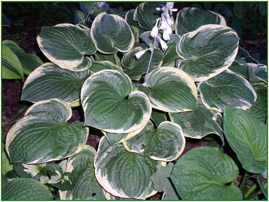 Hosta X Christmas Tree - View 1 from www redcrocus com