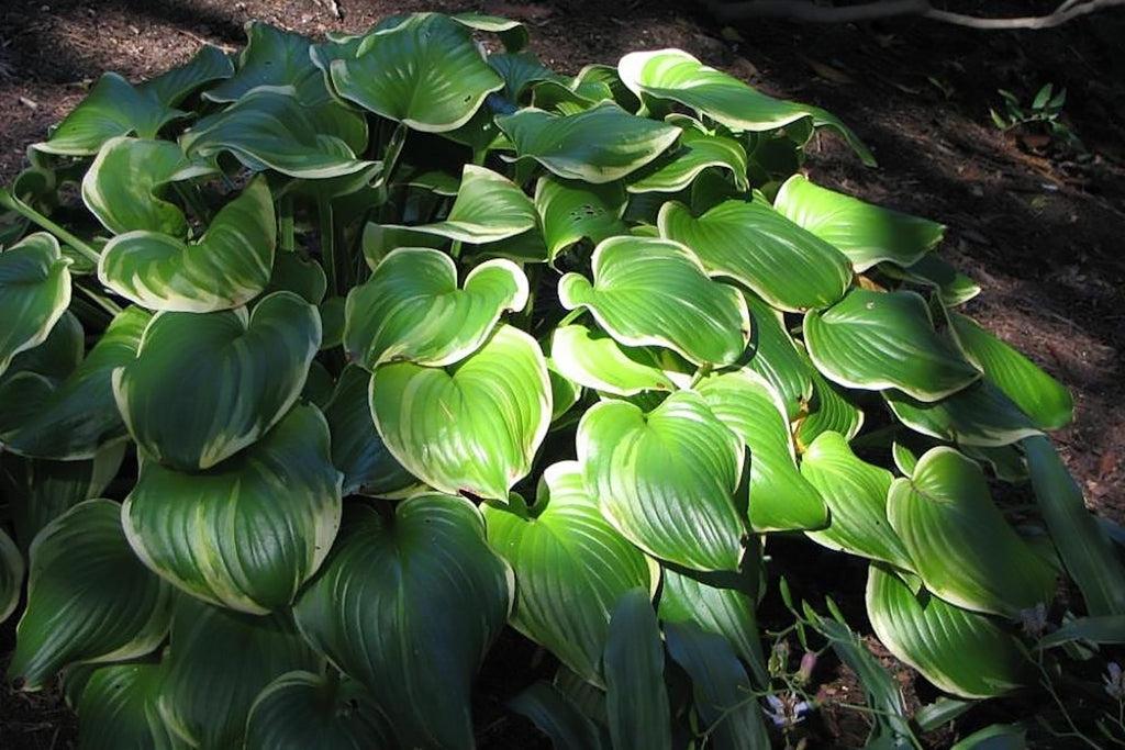 Hosta X 'fragrant Bouquet' - View 12 from www redcrocus com