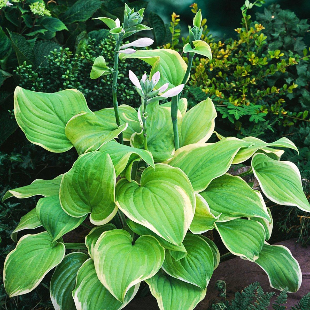 Hosta X 'fragrant Bouquet' - View 13 from www redcrocus com