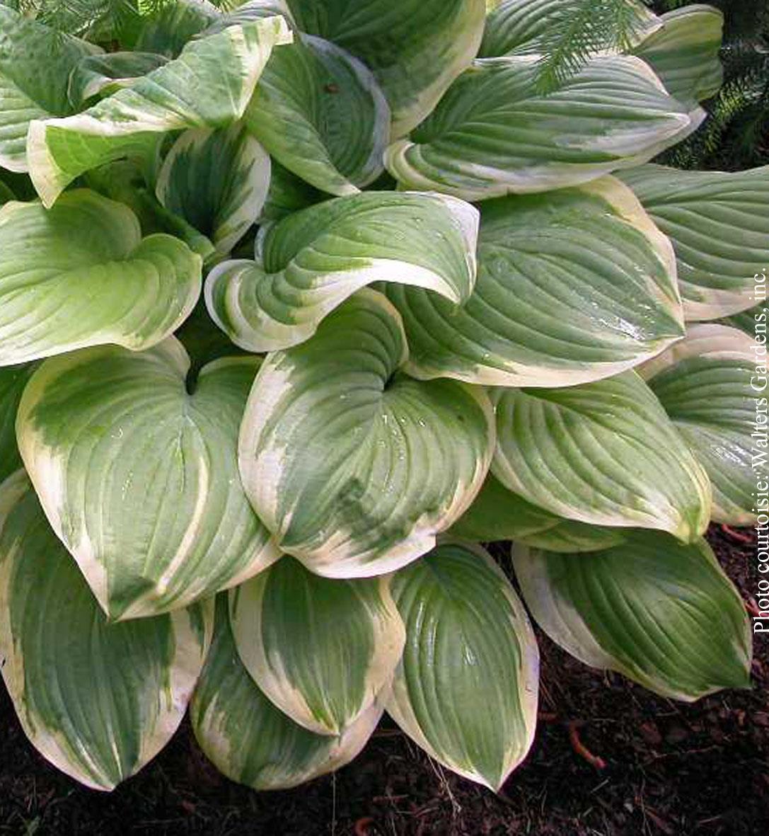 Hosta X 'fragrant Bouquet' - View 19 from www redcrocus com