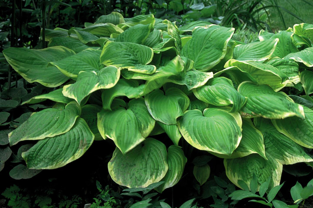 Hosta X 'fragrant Bouquet' - View 4 from www redcrocus com