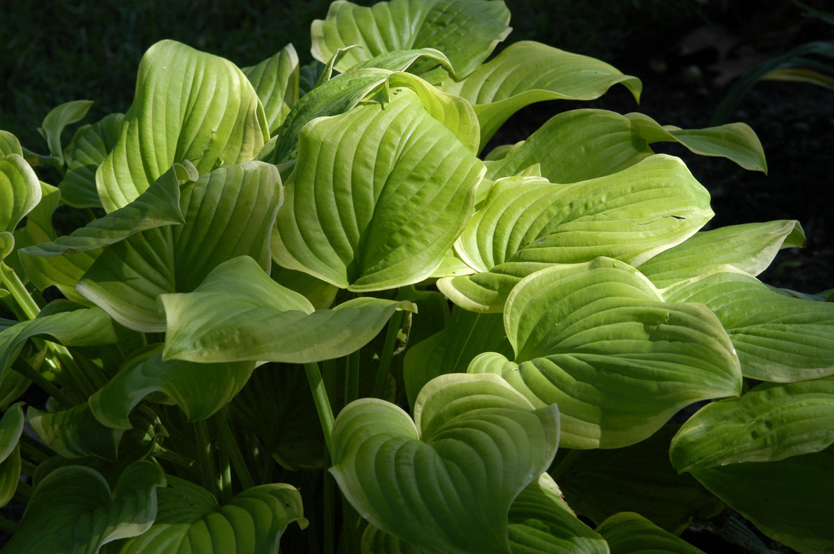 Hosta X 'fragrant Bouquet' - View 6 from www redcrocus com