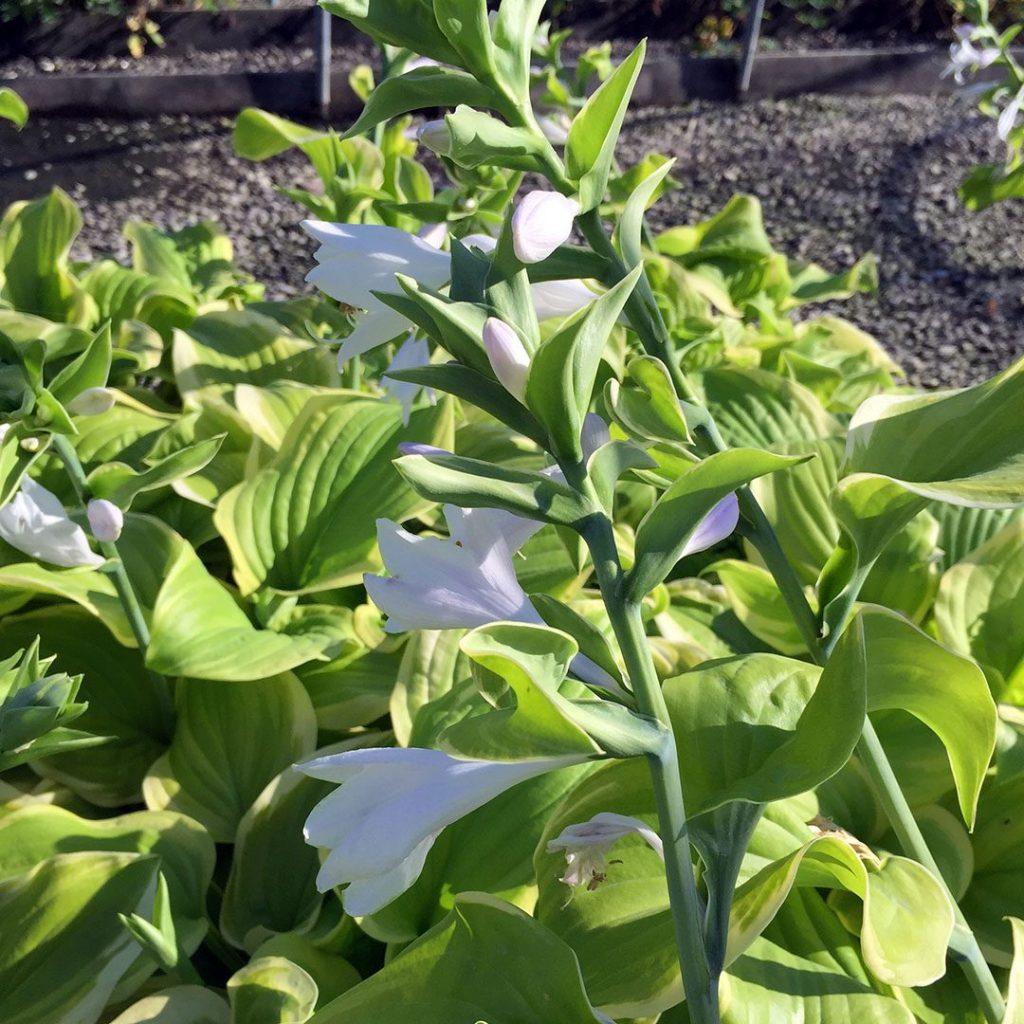 Hosta X 'fragrant Bouquet' - View 8 from www redcrocus com