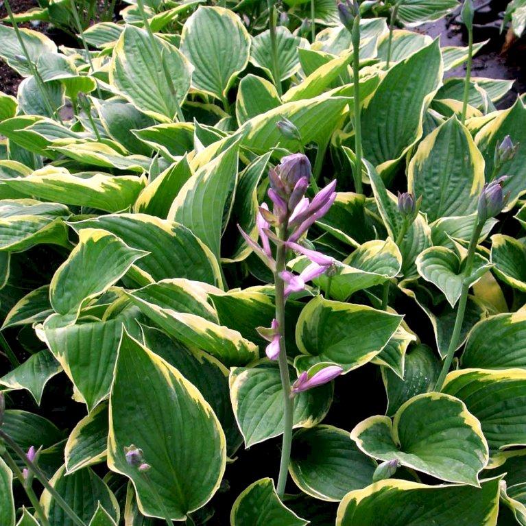 Hosta X 'fragrant Bouquet' - View 9 from www redcrocus com