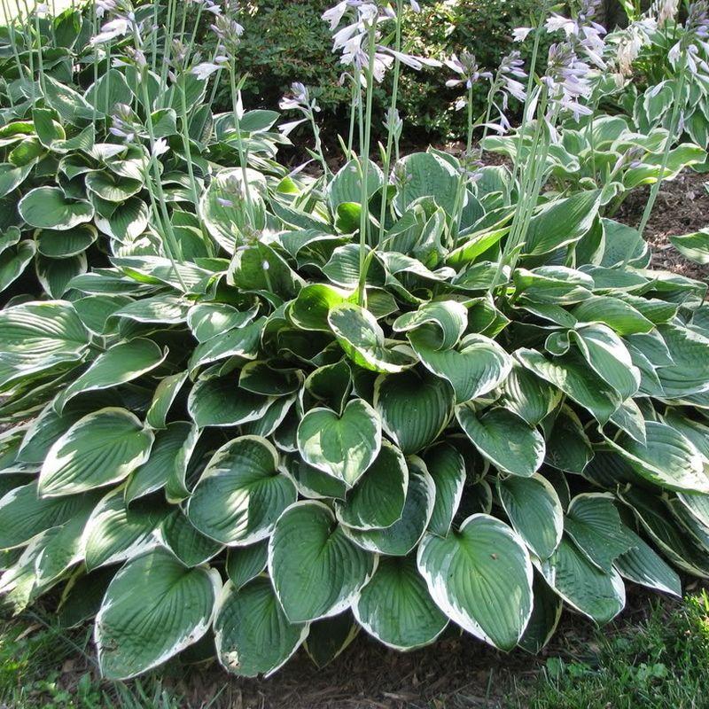 Hosta Fortunei Francee - View 10 from www redcrocus com